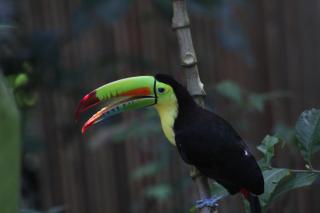 Jungle Paunch - Bocas del Toro - 2