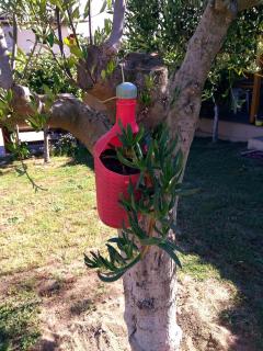 Farma Giannis - Sarti - 6