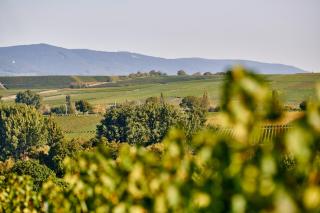 Weingasthaus Wisser - 9