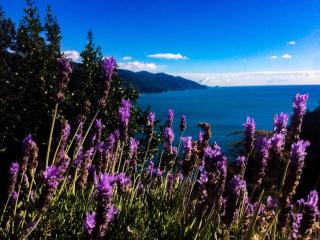 Albergo Suisse Bellevue - Monterosso al Mare - 2