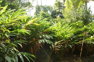 Spice Valley Home Stay & Tree House Munnar - Munnar - 3