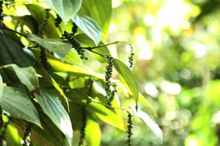 Spice Valley Home Stay & Tree House Munnar - Munnar - 2