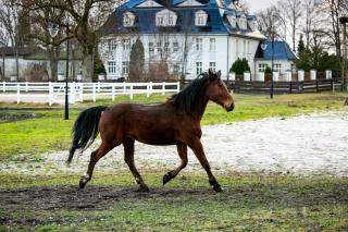 Rancho Ulinia koło Łeby - Ulinia - 0
