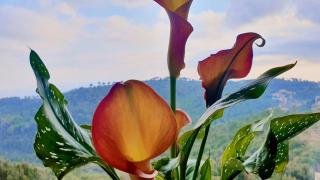 Panoramic View - 4