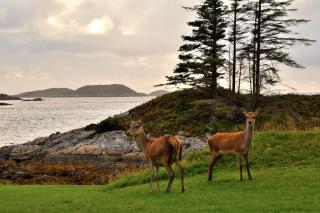 Lochinver Holiday Lodges & Cottages - 3
