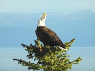 Alaska Adventure Cabins - Homer - 1