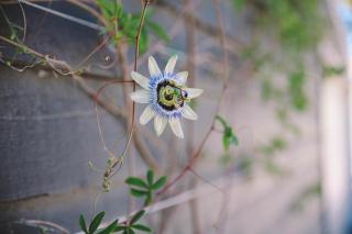 Olivi - Yanakie - 5