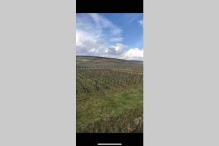 les nuits du paradis - Nuits-Saint-Georges - 5