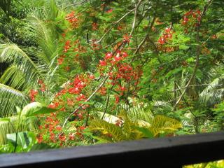Hibiscus Valley Inn - Marigot - 6