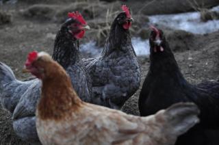 Biohof Stockreiter vulgo Grillschmied - 4