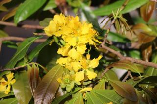 Green CoCo HomeStay - 7
