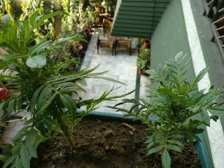 The Trekkers Hostel - Dehradun - Dehradun - 3