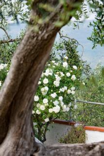 Villa Annetta - Poggi - 8