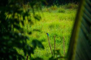 Peacock Heaven - Hikkaduwa - 9