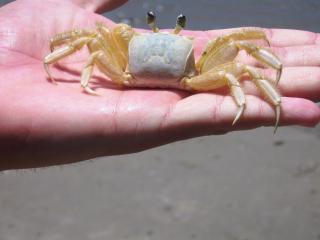 La Tatuira, Cabana Terra - 2