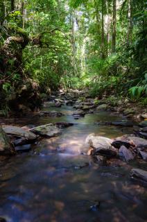 Epiphyte B & B - Cape Tribulation - 4