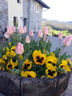 Poggio d'Incanto - 1