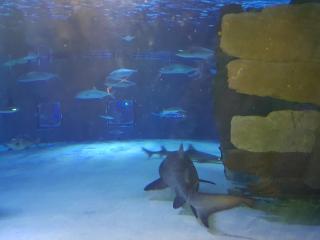 Granada City Alanya Luxury Appartment 800м от пляжа Клеопатра - 9