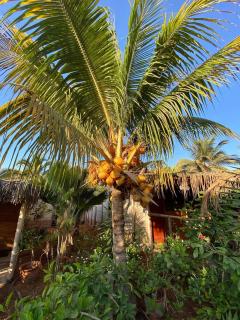 Guacamayo Rooms & Bungalows - 2