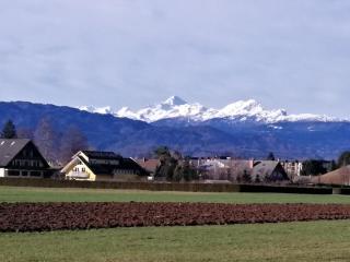 edelweiss - 6