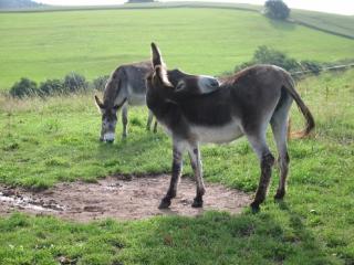 Haus 2 - Typ C (kombiniert) - 8