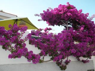 Hotel Villa Cecilia - Ischia - 0
