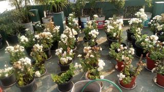 Heavenly Homestay - Cochin - 6