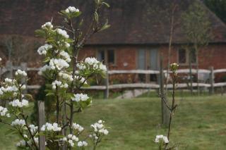 Starvegoose Cottage - Goudhurst - 9