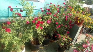 Heavenly Homestay - Cochin - 8