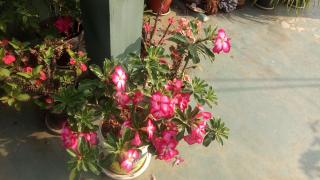 Heavenly Homestay - Cochin - 9