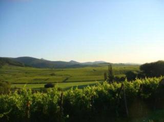 Vue sur vignes - Riquewihr - 1