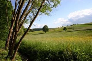 Type Robinson - Ronshausen - 3