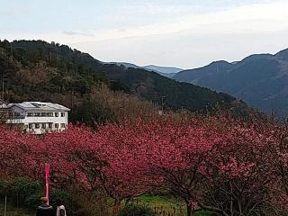 Koibito Misaki Pension Marine Mates - Izu - 8