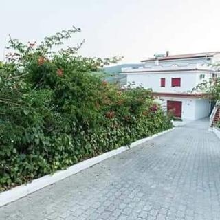 Villa Milena Apartments & Rooms - Agropoli - 1