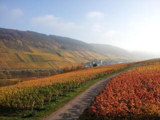 Weingut-Brennerei-Gästehaus Emil Dauns - Reil - 8