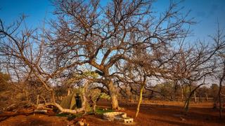 ZuriCamp - Campsite Halishi - 4