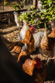 Capers Cottage and Barn Accommodation - Wollombi - 5