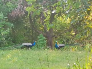 Sigiriya Thilini Homestay - 7