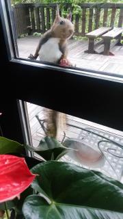 Pension Raclette - 1