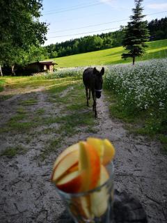 Pension Raclette - 4