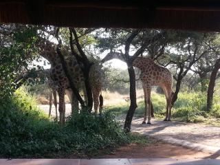 Marloth Wild Fig Studio - Marloth Park - 2