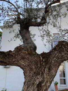 Villa Jolanda - Città Sant'Angelo - 6