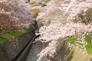 Temple-stay WAQOO Mii-dera - Otsu - 6