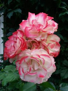 Chez les Dom’s - 2