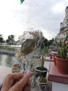 Homestay Atas Air - melayu sahaja - Port Dickson - 2