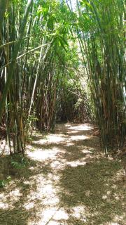 Choupana das Araucárias - Sapiranga - 8