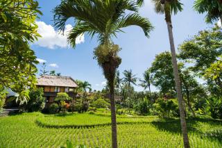 Alpin Resort and Villa Ubud - Ubud - 2