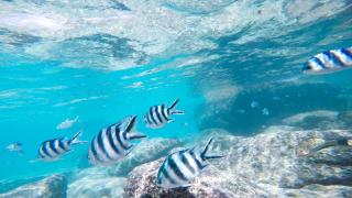 Cerf Island Resort - Cerf Island - 2