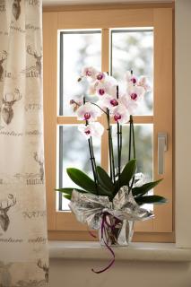 Haus Alpenruhe by Schladmingurlaub - Ramsau am Dachstein - 5