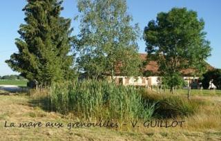 La mare aux grenouilles - Bruailles - 7